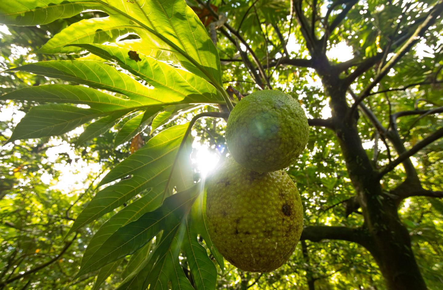 breadfruit