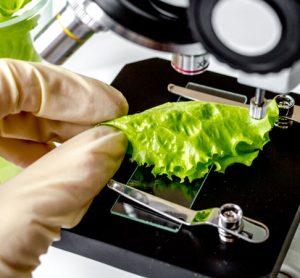 C. botulinum in lettuce