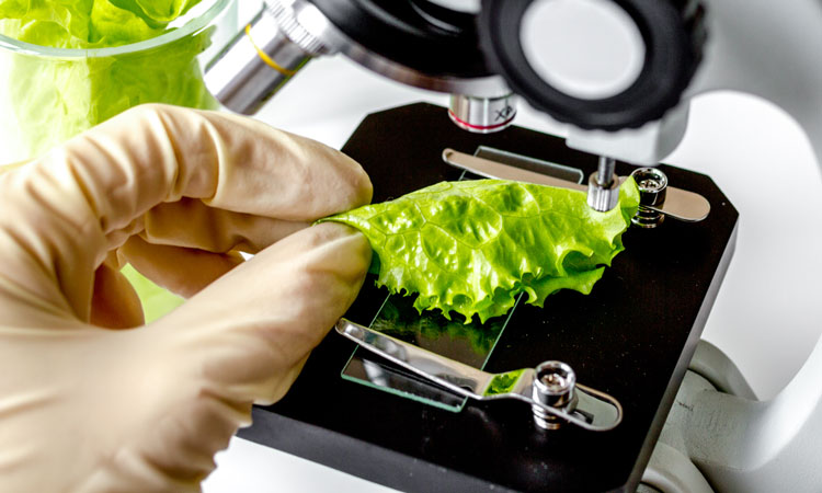 C. botulinum in lettuce