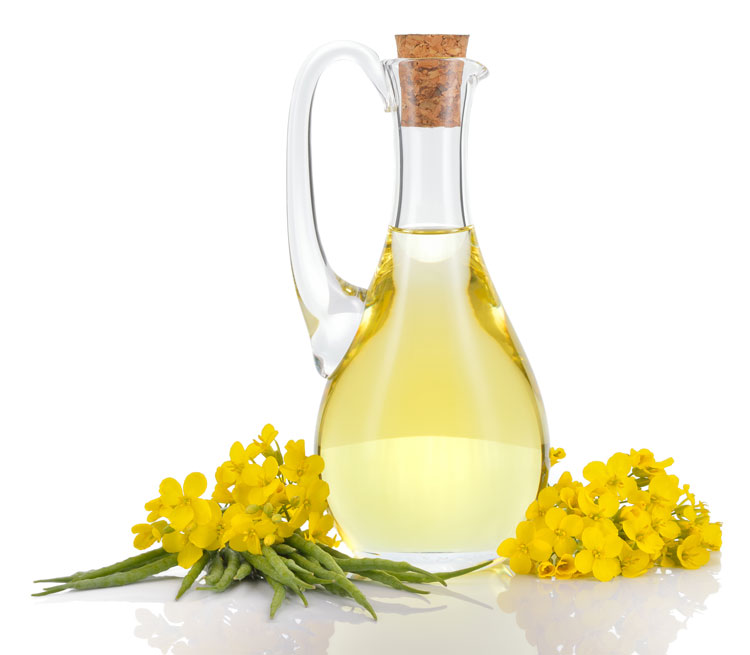 edible oils_canola oil