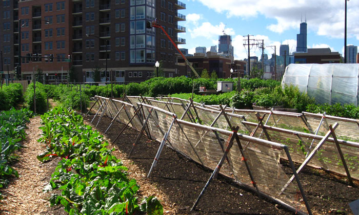 urban agriculture