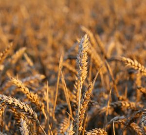 coeliac-uk-thornleys