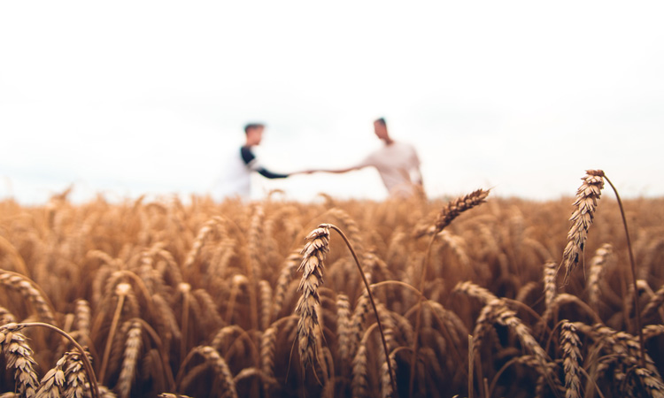 wheat field