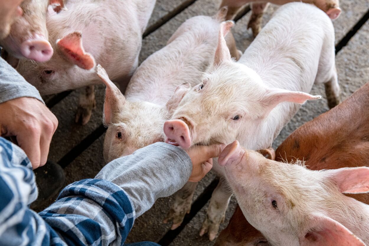 US approaches to animal welfare: the reality - New Food Magazine
