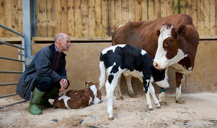 David Finlay with calf and mother