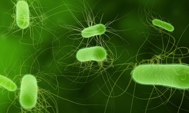 e-coli-interlek-uk