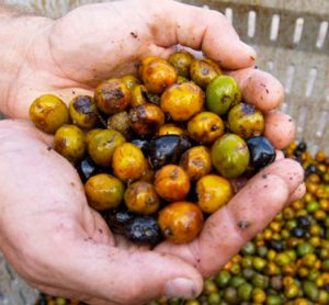 Project looks to up-cycle production waste from saw palmetto berries