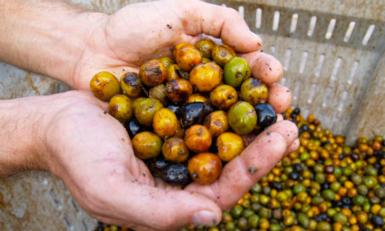 Project looks to up-cycle production waste from saw palmetto berries
