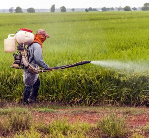 european-research-council-grant-cereal-protection