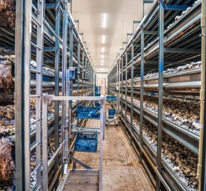 European mushroom farm