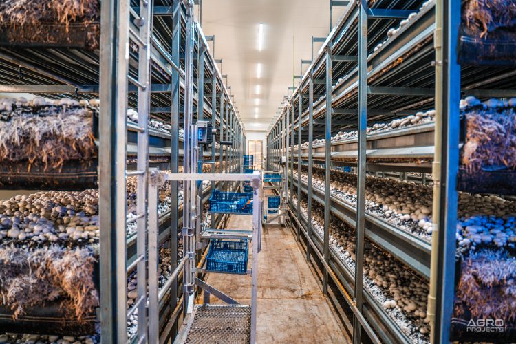 European mushroom farm