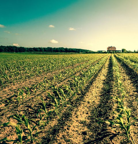 organic crop field