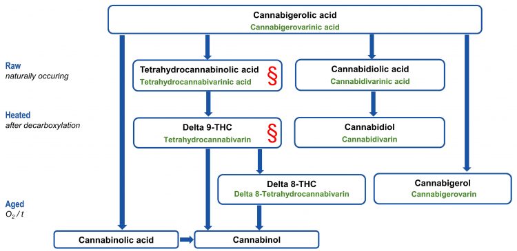 Excerpt from cannabinoid biosynthesis