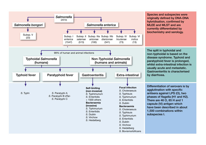 Taxonomy of Salmonella figure