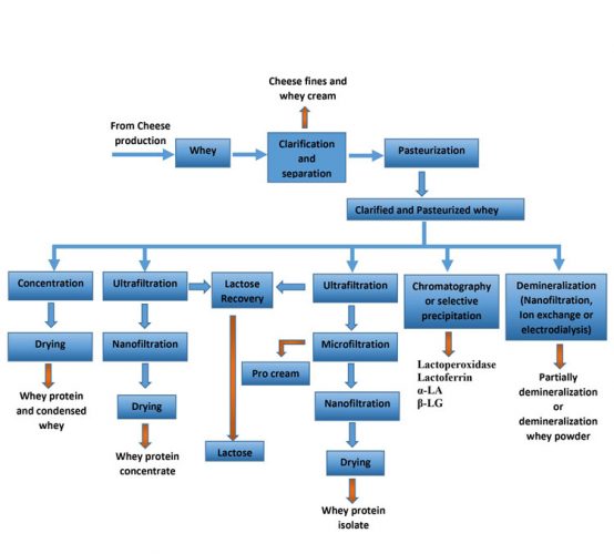 Whey protein transformation looking to solve waste in the dairy industry