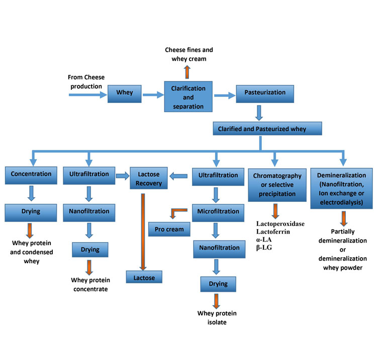 Figure 1 - whey production process