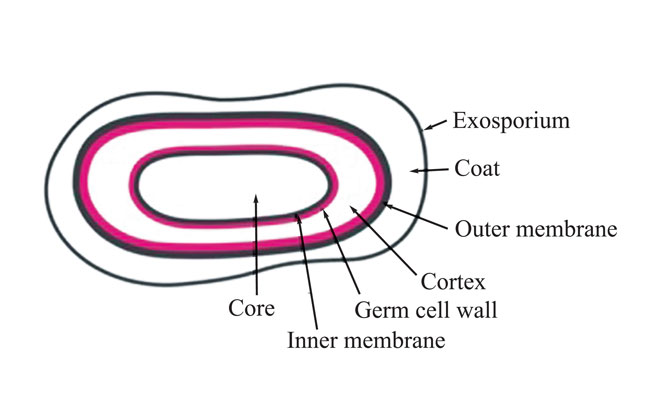 Figure 1: Bacterial endospore (E.V.M. Andersen, 2016)