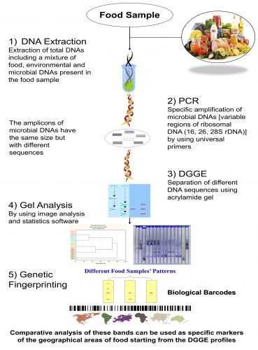 How PCR-DGGE can be utilised to identify the geo origins of food  (Source: Adapted from El Sheikha, 2015). Licensed under (CC BY 4.0)