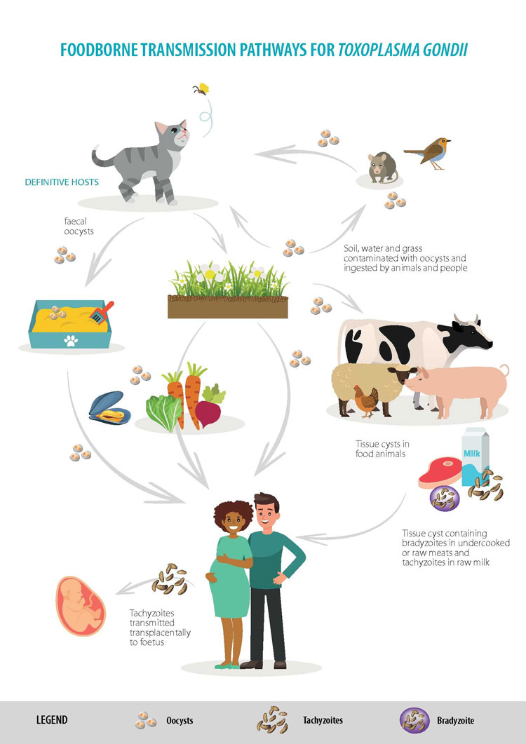 Food transmission pathways for Toxoplasma gondii (Photo credit EFSA, 2018)