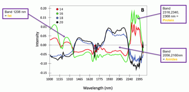Fig.3. Spectral profile of four cheeses at different age (14, 16, 18 and 20 months)