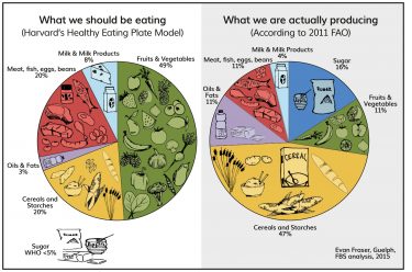 the challenge of feeding the world essay