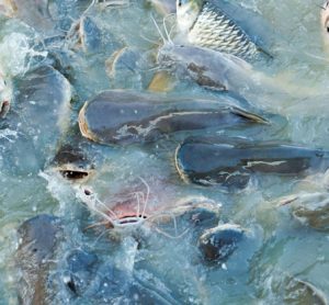 Fish-stocks-european-comission-sustainability
