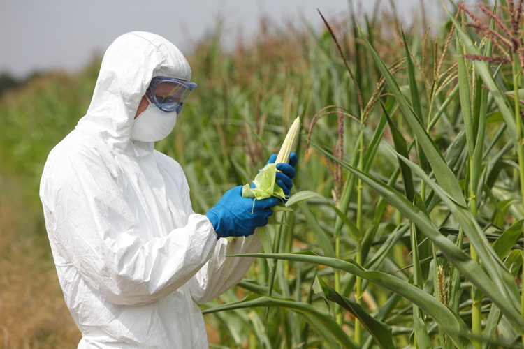 GM corn crop