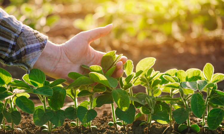 Engineering healthier, more plentiful crops to aid developing countries