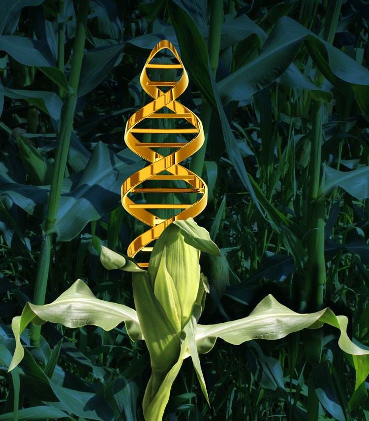 New GMO foods illustration