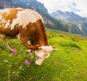 germany-sustainibility-agriculture-ecology