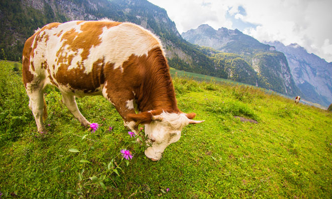 germany-sustainibility-agriculture-ecology
