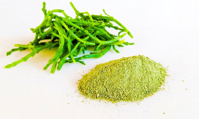 Green salt from samphire