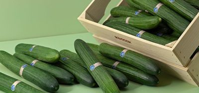 A cucumber coated with Saveggy’s edible, plant-based coating, designed to reduce plastic packaging and extend shelf life.