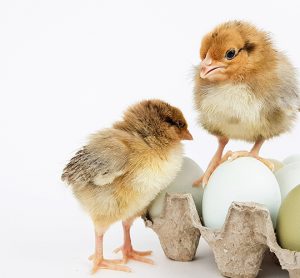 Solving an age-old issue in the poultry industry