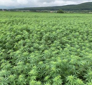 Hemp fields in Romania