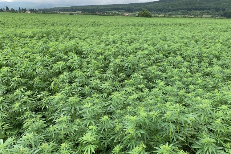 Hemp fields in Romania