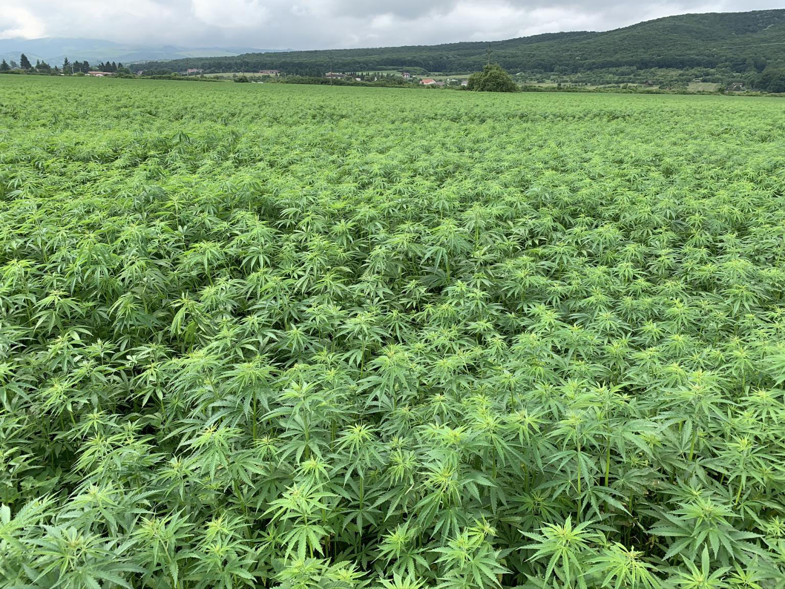 Hemp fields in Romania