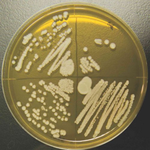 sake yeast on agar plate