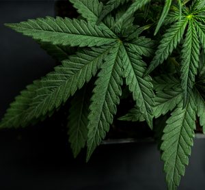 In-depth Focus: CBD, Cannabis & Hemp