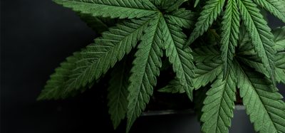 In-depth Focus: CBD, Cannabis & Hemp