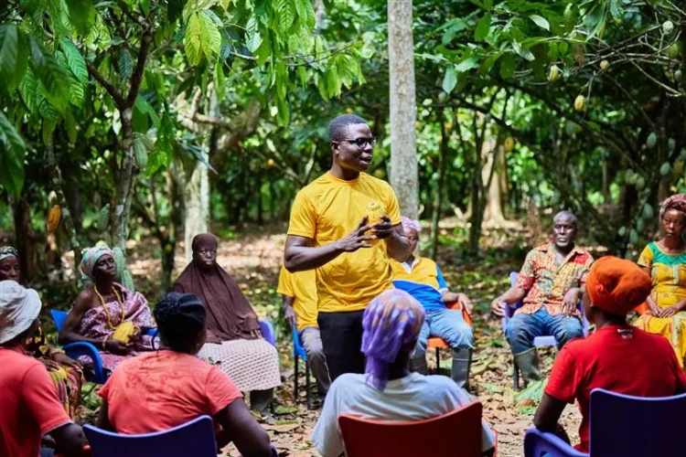 ofi surpasses emissions and farmer income targets to future-proof cocoa supply chains