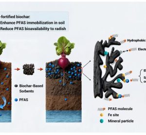 Iron-fortified hemp biochar sharply reduces PFAS ‘forever chemicals’ in crops