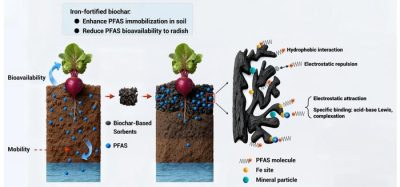 Iron-fortified hemp biochar sharply reduces PFAS ‘forever chemicals’ in crops