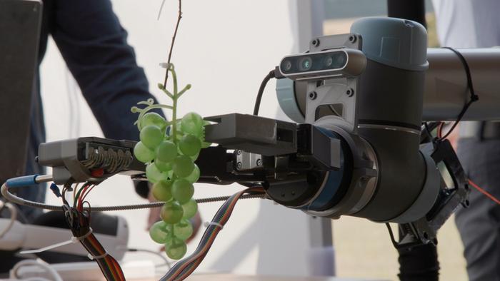 Queen Mary University of London develops handheld AI grape ripeness sensor for winemakers