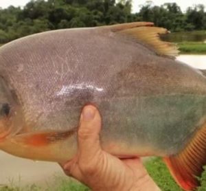 Scientists develop sustainable food packaging from fish skin biofilm