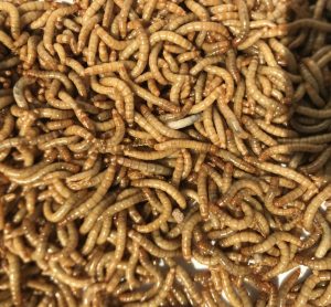 mealworm