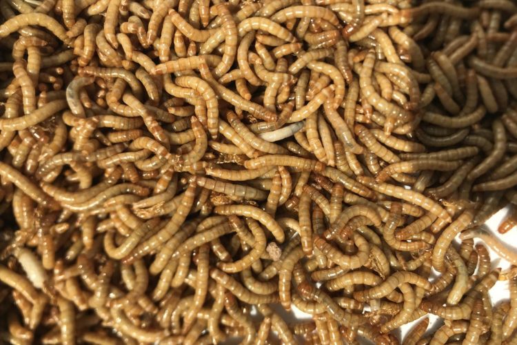 mealworm