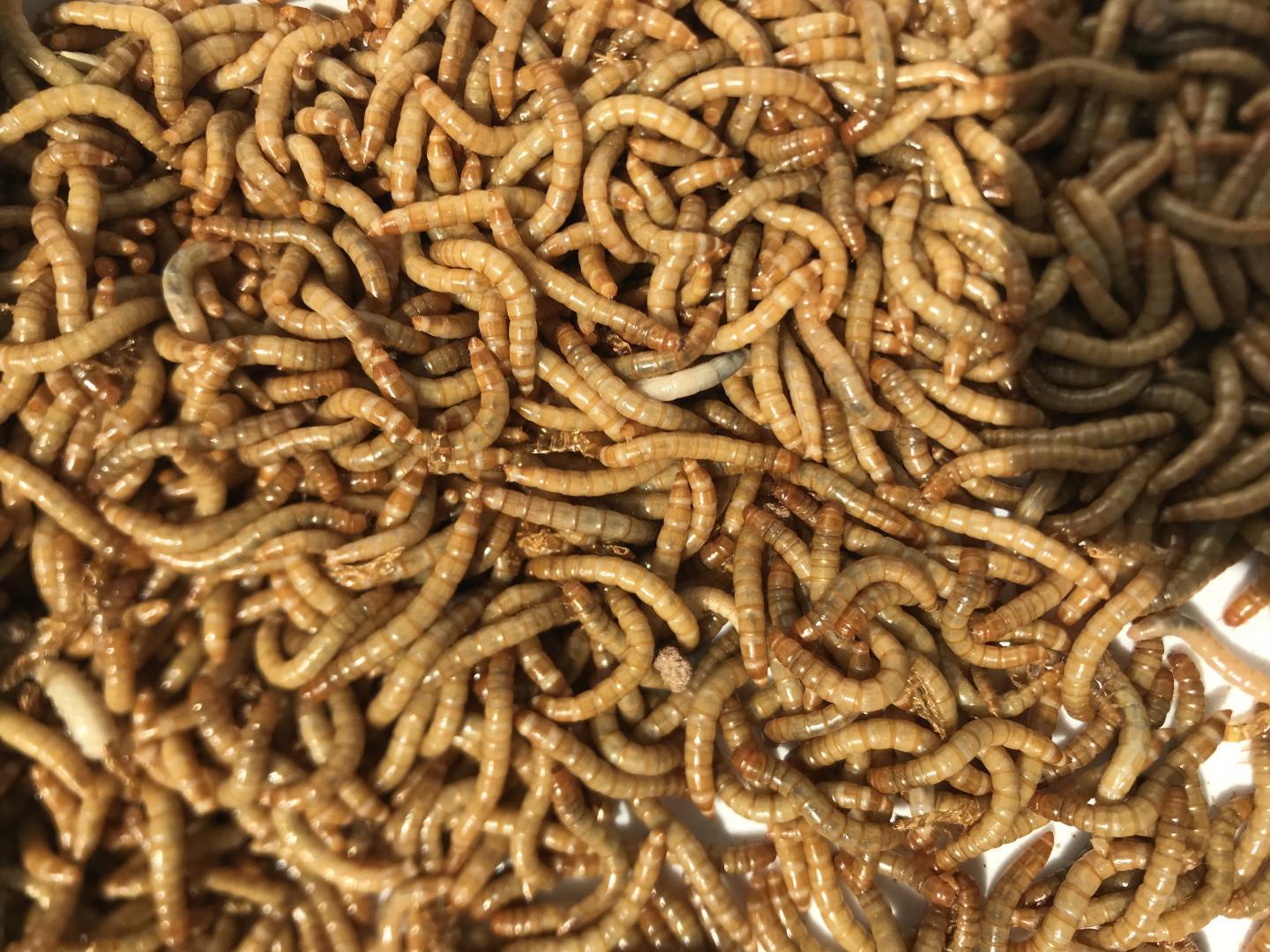 mealworm