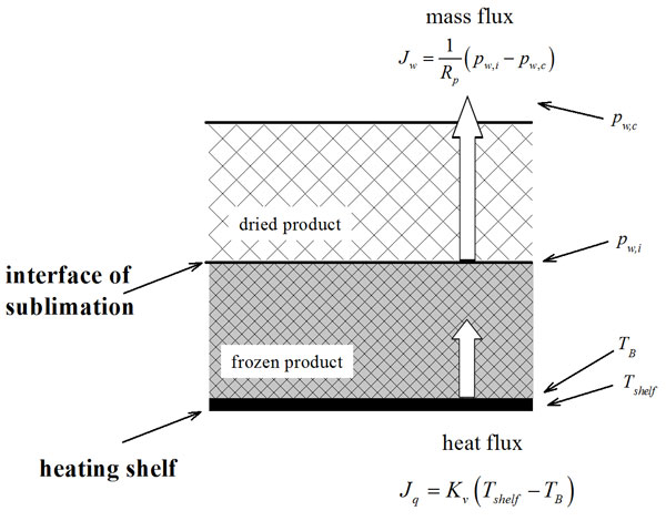 How to freeze dry food by lyophilizer? Freeze drying process