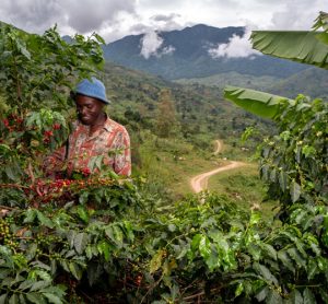 Nespresso coffee production